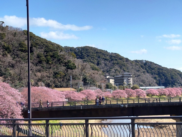 『みなみの桜と菜の花まつり』開花状況 (開幕日2/1）